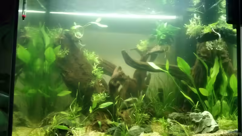 Aquarium Juwel Lido 200 weiss Fx von FleXx0 (17)