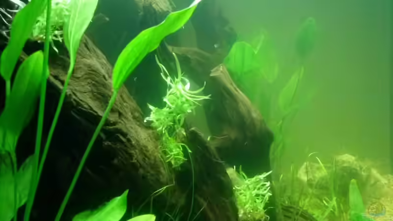 Aquarium Juwel Lido 200 weiss Fx von FleXx0 (18)