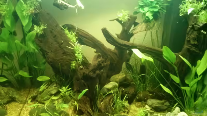 Aquarium Juwel Lido 200 weiss Fx von FleXx0 (20)