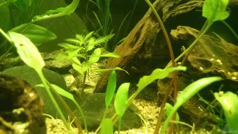 Aquarium Juwel Lido 200 weiss Fx von FleXx0 (22)