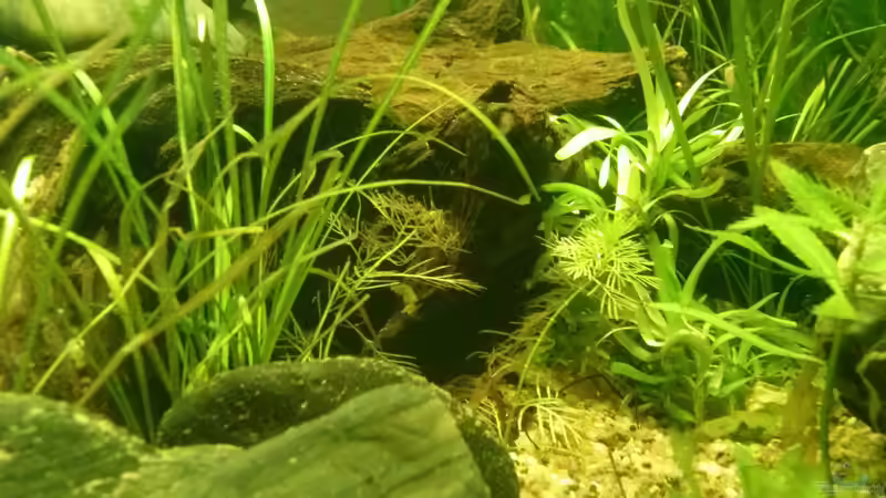 Aquarium Juwel Lido 200 weiss Fx von FleXx0 (23)