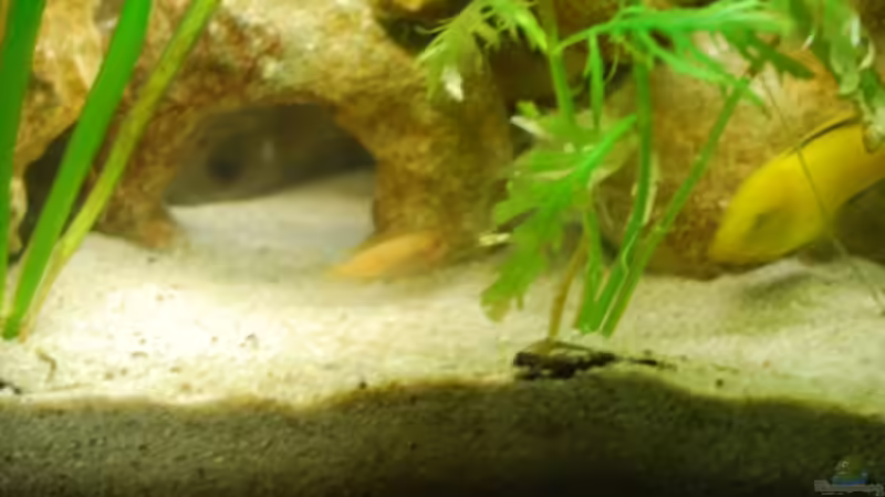 Aquarium Juwel mit schwarzem Unterschrank von Michael Schulz (2)