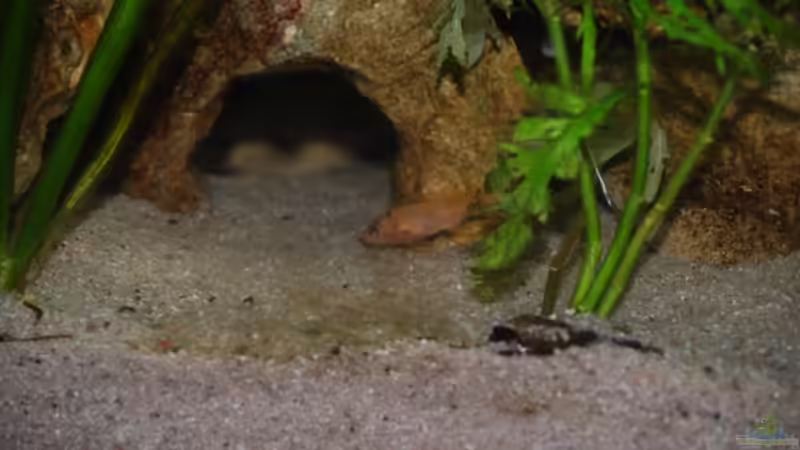 Aquarium Juwel mit schwarzem Unterschrank von Michael Schulz (3)