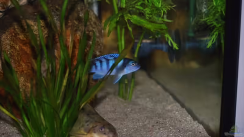 Aquarium Juwel mit schwarzem Unterschrank von Michael Schulz (4)