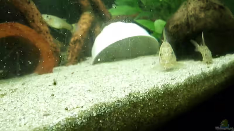 Aquarium Juwel Panorama 130 von Steffen66 (11)