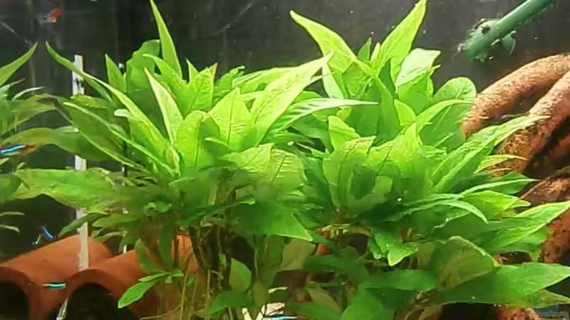 Aquarium Juwel Panorama 130 von Steffen66 (12)