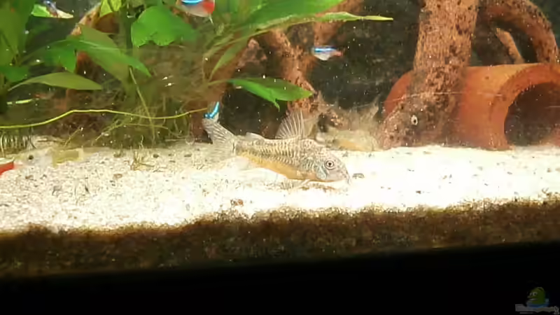 Aquarium Juwel Panorama 130 von Steffen66 (2)