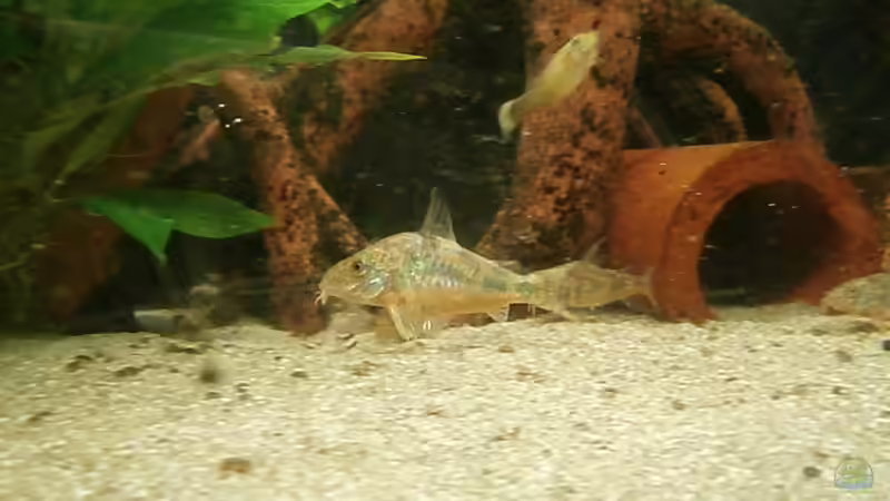 Aquarium Juwel Panorama 130 von Steffen66 (3)