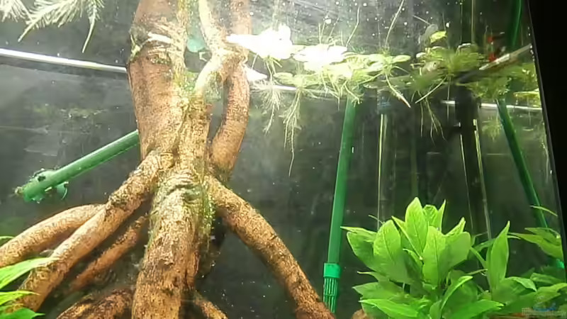 Aquarium Juwel Panorama 130 von Steffen66 (4)