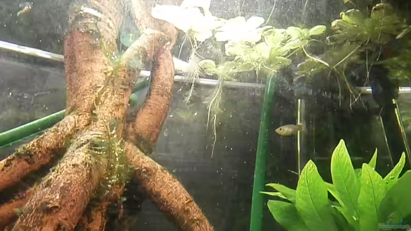 Aquarium Juwel Panorama 130 von Steffen66 (6)