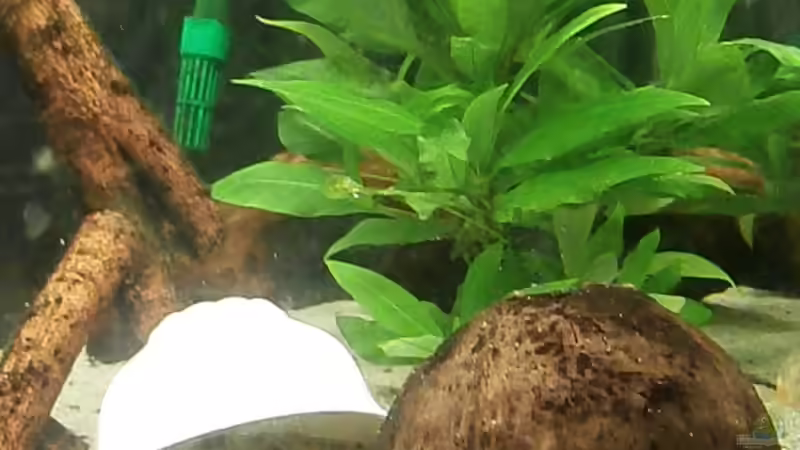 Aquarium Juwel Panorama 130 von Steffen66 (7)