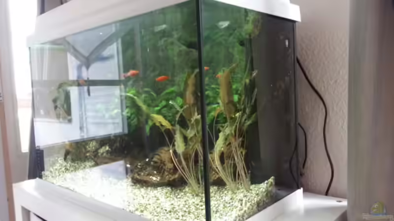 Aquarium JUWEL Rekord 700 von DirtyD. (3)