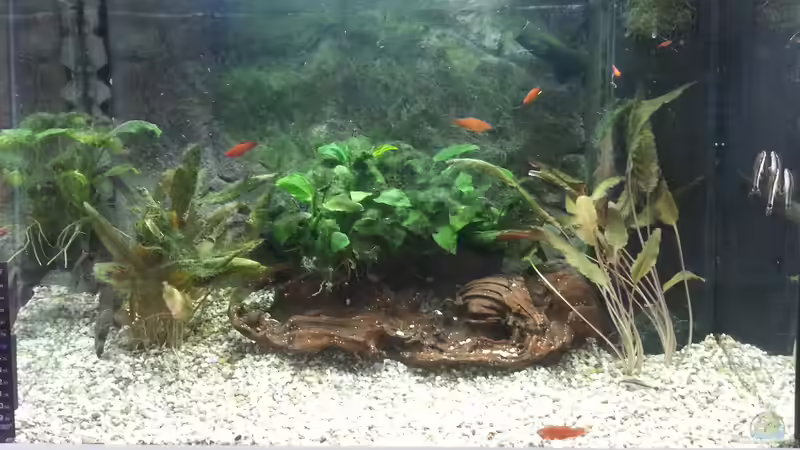 Aquarium JUWEL Rekord 700 von DirtyD. (4)