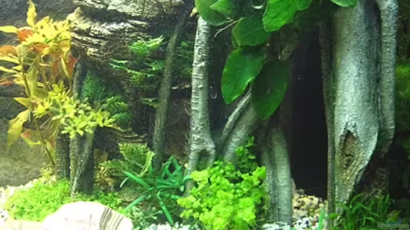 Aquarium Juwel Rekord von Zerosun8311 (3)