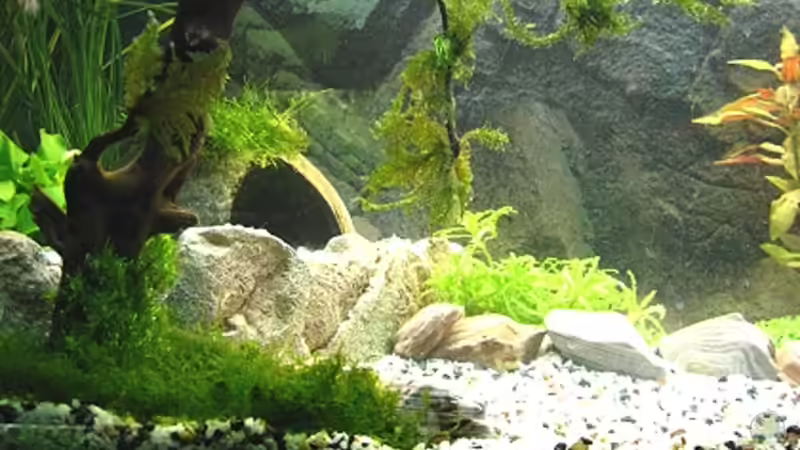 Aquarium Juwel Rekord von Zerosun8311 (5)