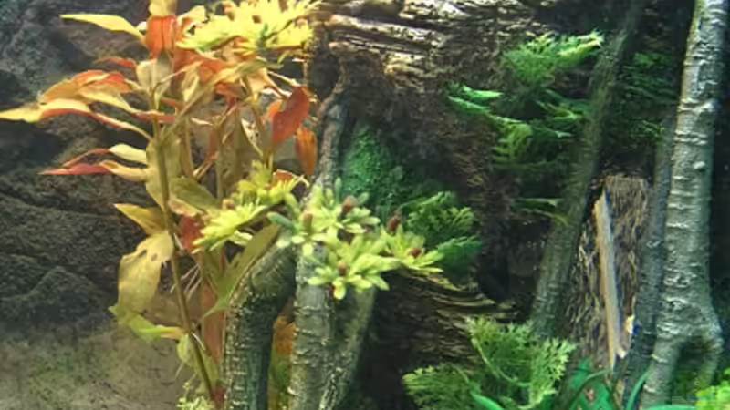 Aquarium Juwel Rekord von Zerosun8311 (6)