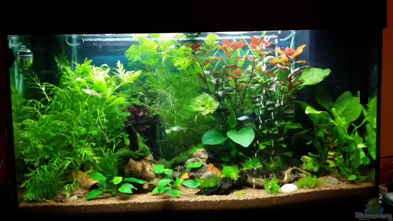Aquarium Juwel RIO 125 - Gesellschaftsaquarium von Pitt1platsch (1)
