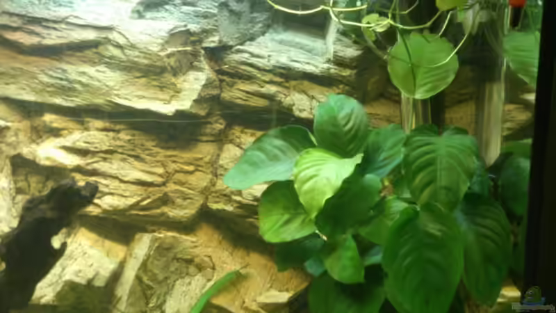 Aquarium Juwel Rio 125l Südamerika von Sebastian M. (3)