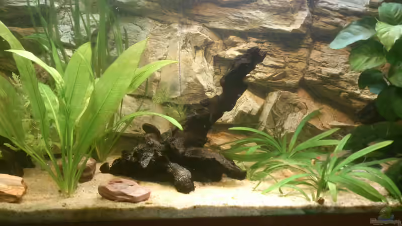 Aquarium Juwel Rio 125l Südamerika von Sebastian M. (4)