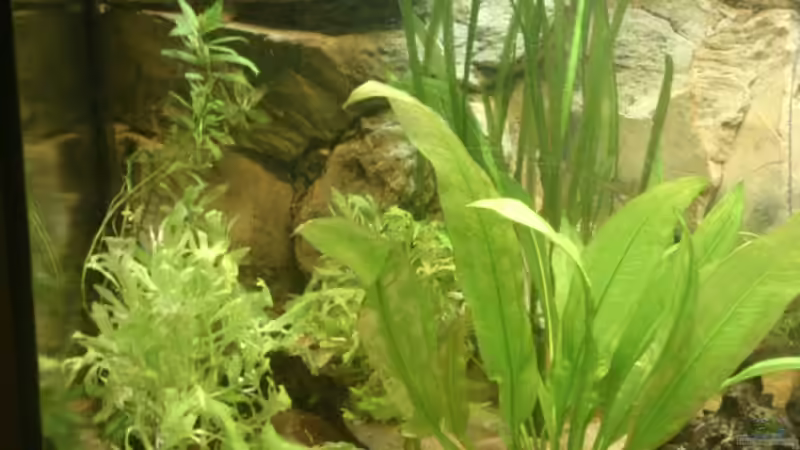 Aquarium Juwel Rio 125l Südamerika von Sebastian M. (5)