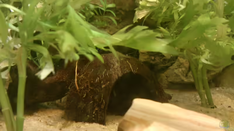 Aquarium Juwel Rio 125l Südamerika von Sebastian M. (6)