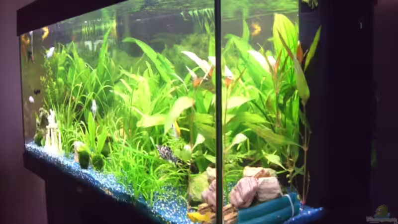 Aquarium Juwel Rio 180 von Lollipop (10)