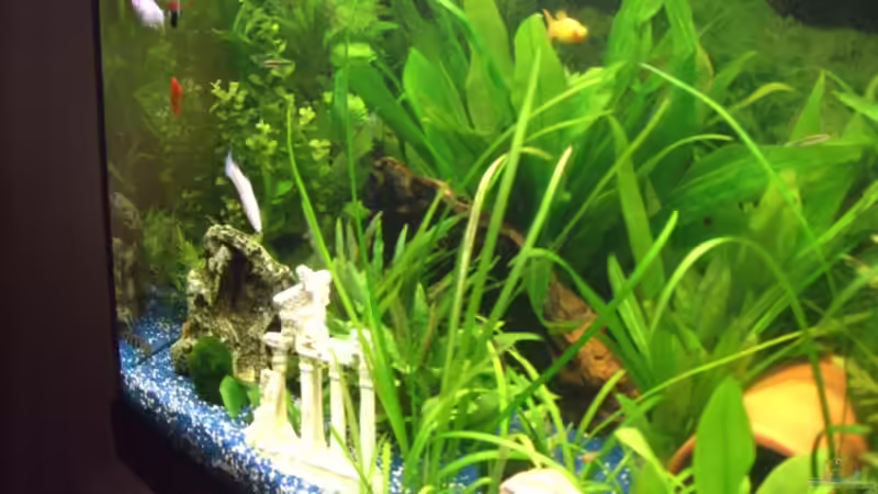 Aquarium Juwel Rio 180 von Lollipop (11)