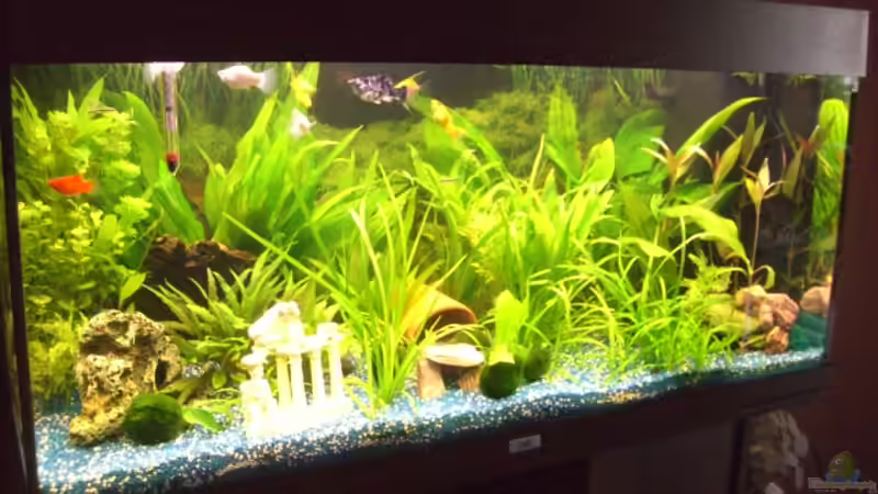 Aquarium Juwel Rio 180 von Lollipop (12)
