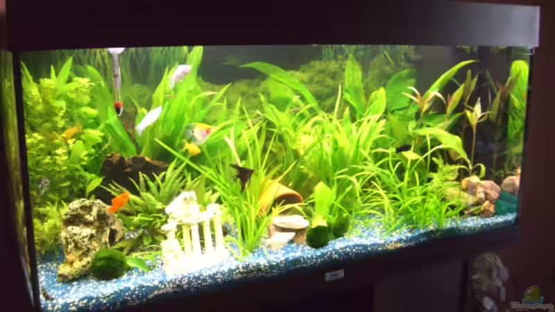 Aquarium Juwel Rio 180 von Lollipop (13)