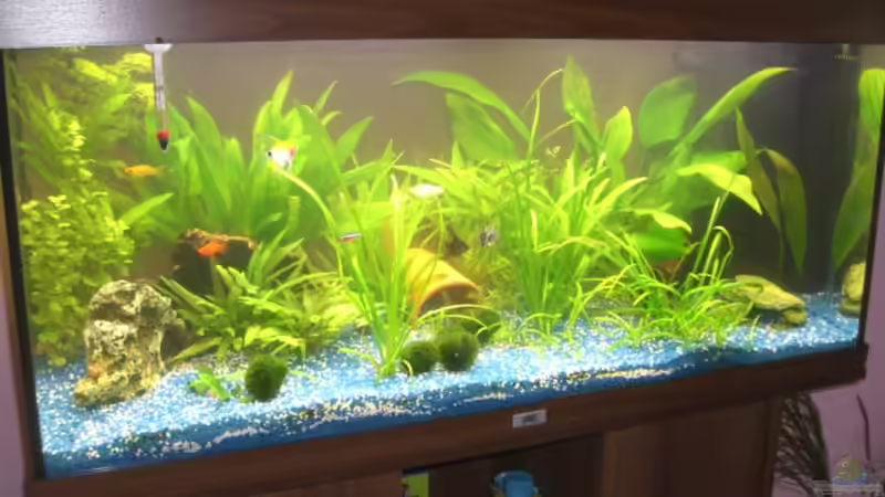 Aquarium Juwel Rio 180 von Lollipop (2)
