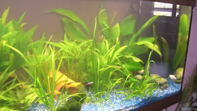 Aquarium Juwel Rio 180 von Lollipop (3)