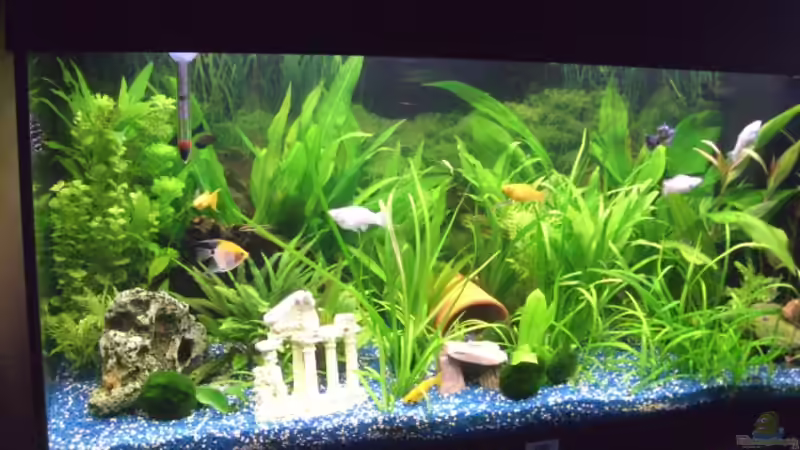 Aquarium Juwel Rio 180 von Lollipop (4)
