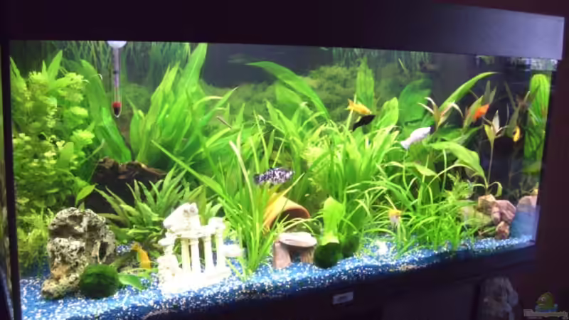 Aquarium Juwel Rio 180 von Lollipop (5)