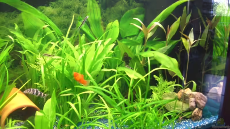 Aquarium Juwel Rio 180 von Lollipop (6)