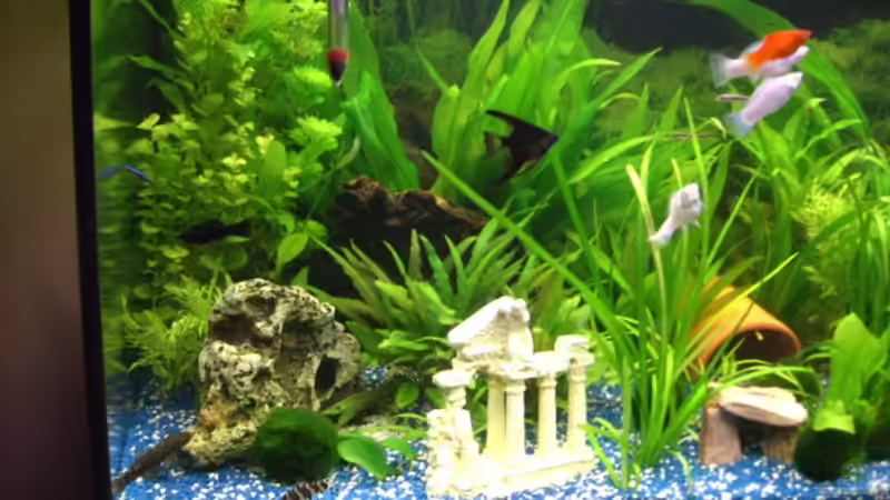 Aquarium Juwel Rio 180 von Lollipop (7)