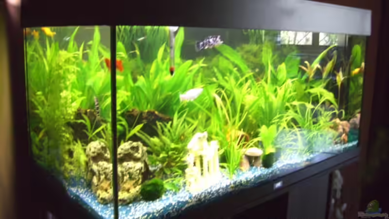 Aquarium Juwel Rio 180 von Lollipop (8)