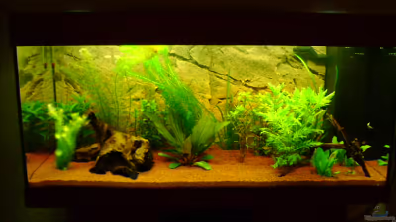 Aquarium Juwel Rio 180 von Stefan Hille (3)