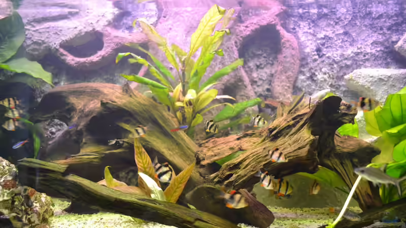 Aquarium Juwel Rio 180 von Steve (2)