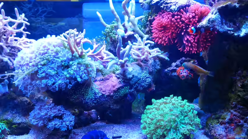 Aquarium Juwel Rio 180 von Tamara Sonnenberg - Stühmer (2)