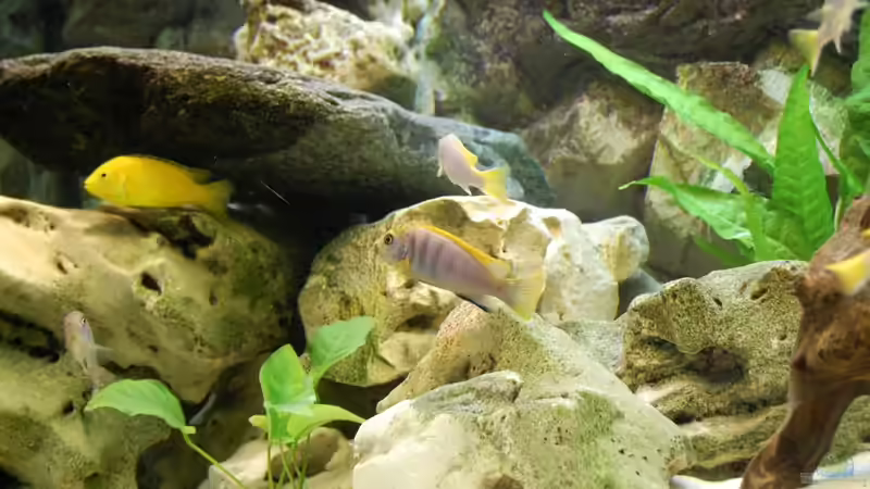 Aquarium Juwel Rio 240 von Benkolo (8)