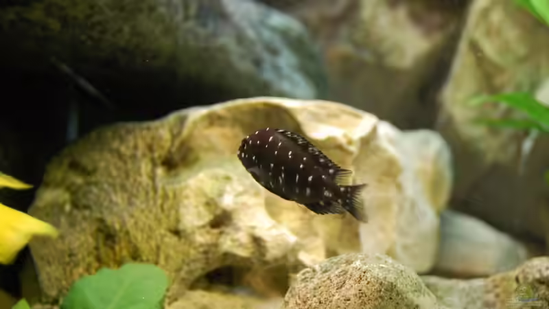 Aquarium Juwel Rio 240 von Benkolo (9)