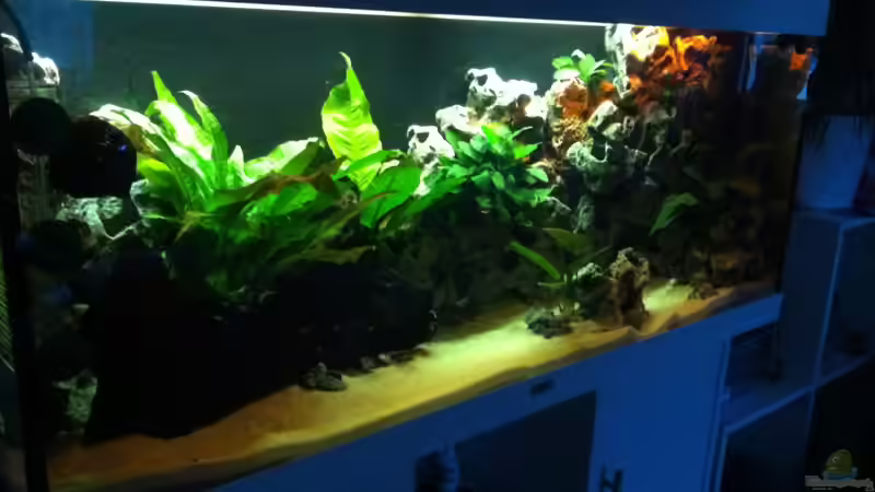 Aquarium Juwel Rio 240 von Down Face (10)