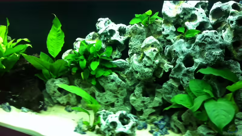 Aquarium Juwel Rio 240 von Down Face (13)