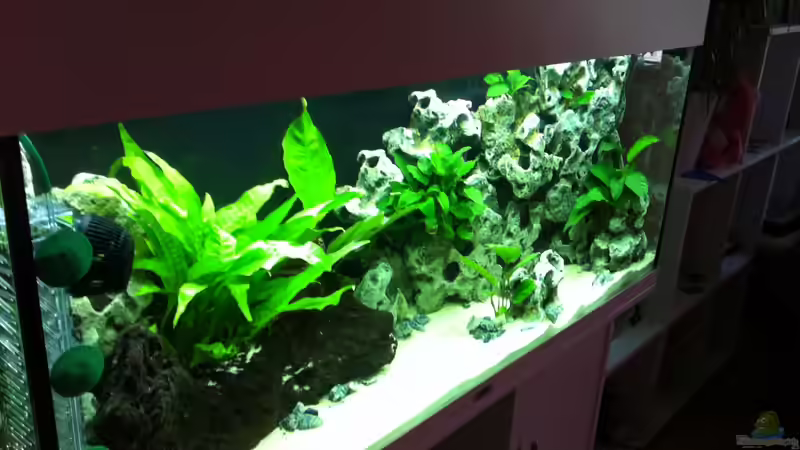 Aquarium Juwel Rio 240 von Down Face (6)