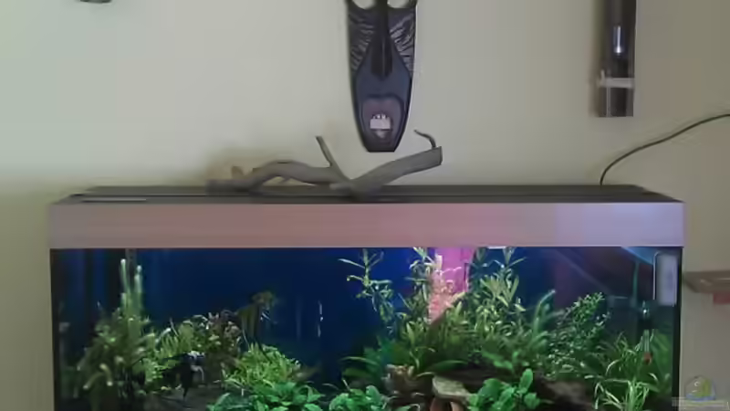 Aquarium Juwel Rio 240 von Klumpen (10)