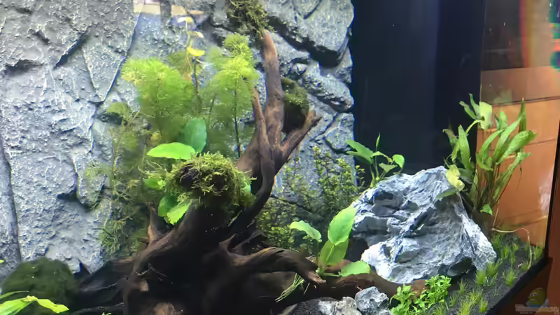 Aquarium Juwel Rio 350 LED Schritt für Schritt von Achim von AchimSaar (49)