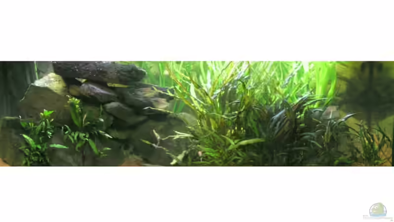 Aquarium Juwel Rio 400 von Florian Förster (2)