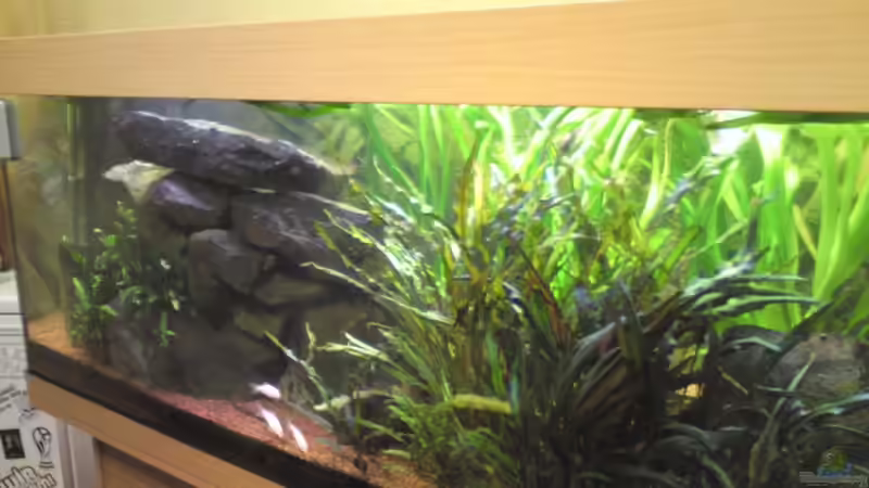 Aquarium Juwel Rio 400 von Florian Förster (4)