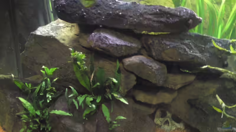 Aquarium Juwel Rio 400 von Florian Förster (5)