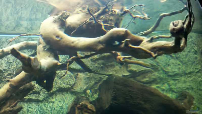 Aquarium Juwel Rio 400 von Hans Lonzeck (12)